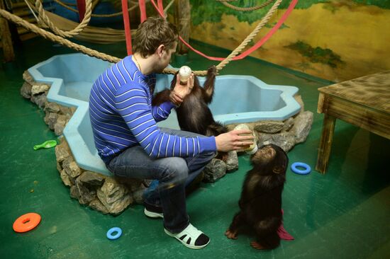 Таможня передала в Новосибирский зоопарк детенышей шимпанзе