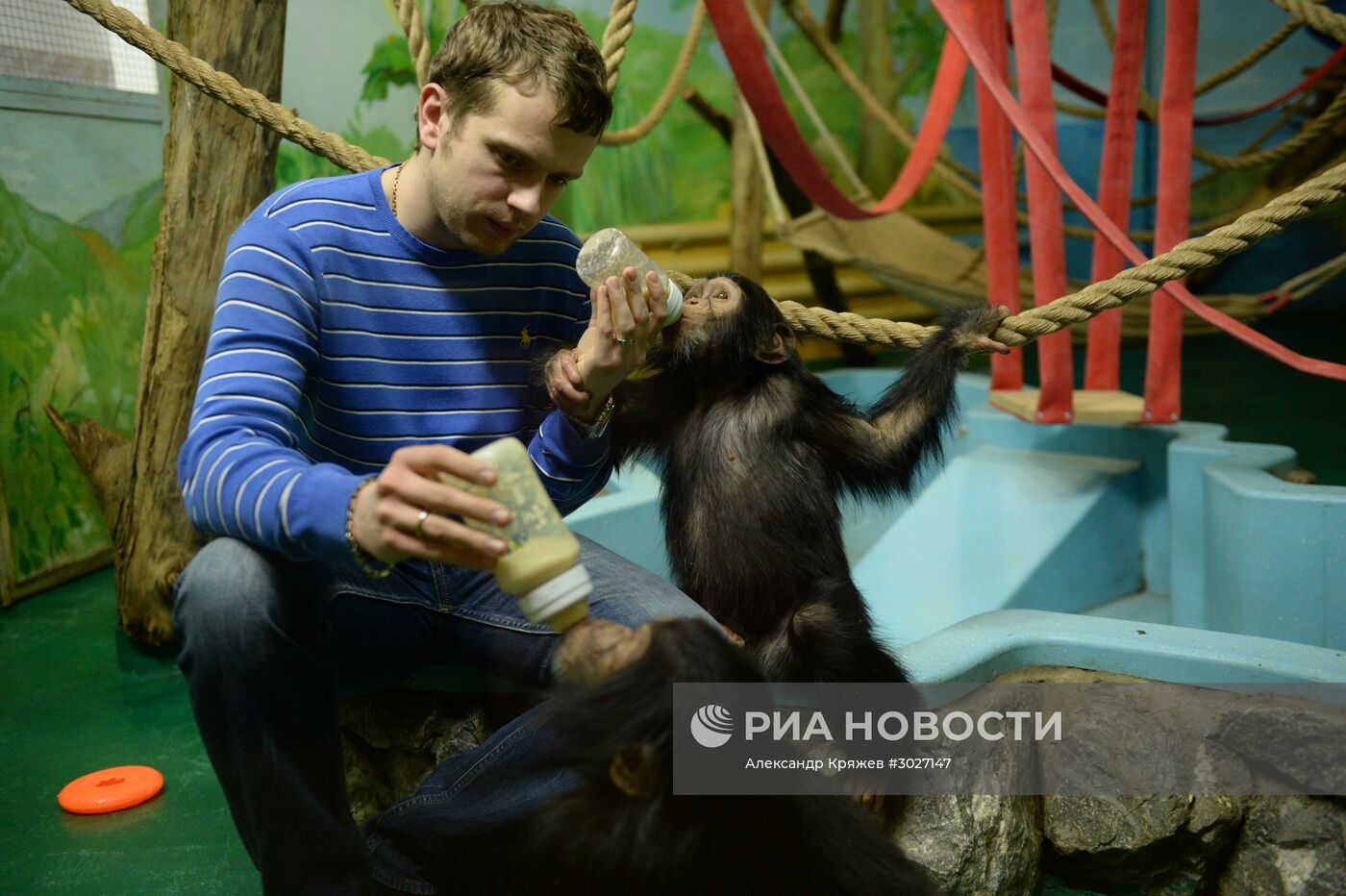Таможня передала в Новосибирский зоопарк детенышей шимпанзе