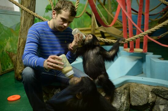 Таможня передала в Новосибирский зоопарк детенышей шимпанзе