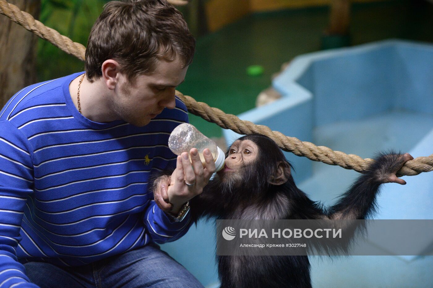 Таможня передала в Новосибирский зоопарк детенышей шимпанзе