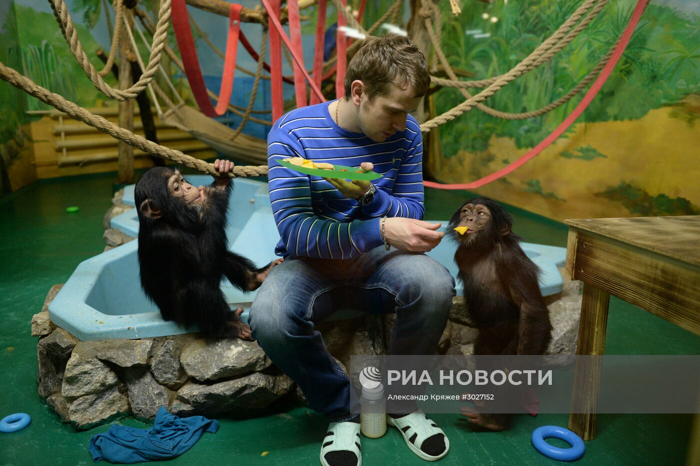 Таможня передала в Новосибирский зоопарк детенышей шимпанзе