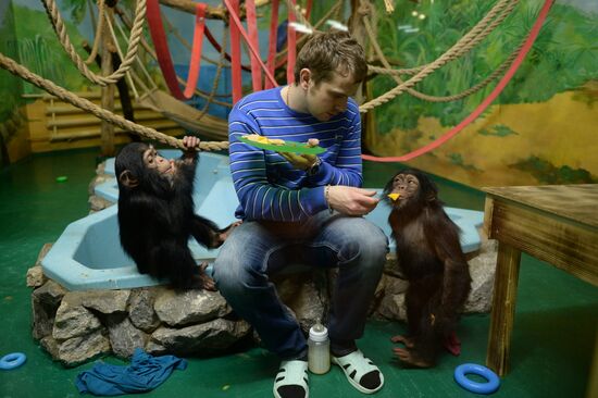 Таможня передала в Новосибирский зоопарк детенышей шимпанзе