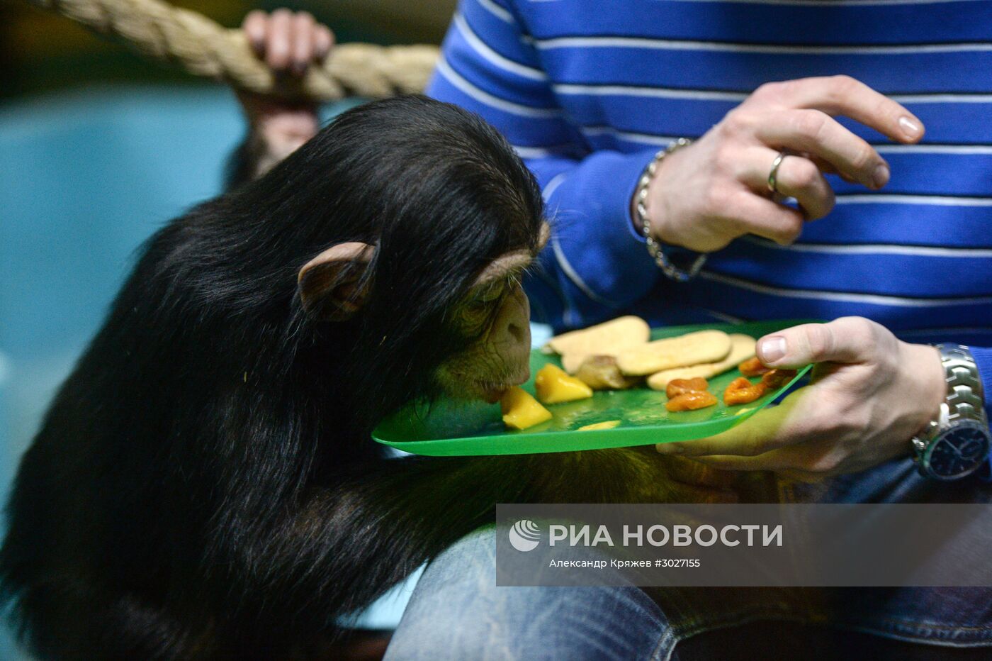Таможня передала в Новосибирский зоопарк детенышей шимпанзе