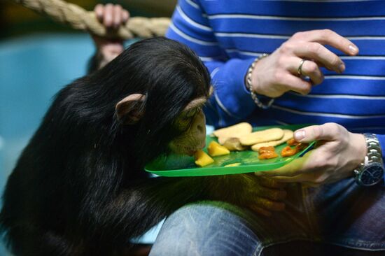 Таможня передала в Новосибирский зоопарк детенышей шимпанзе
