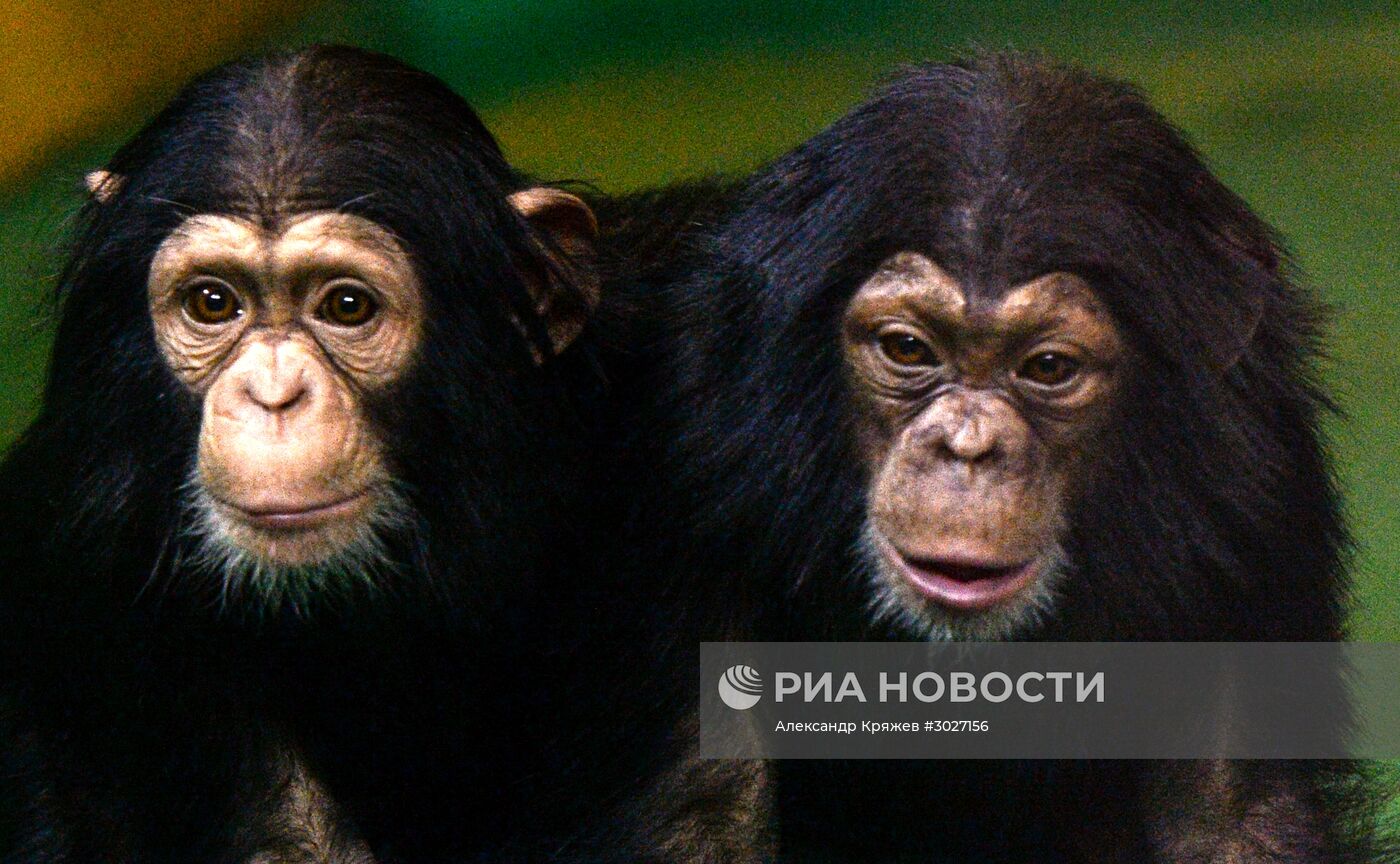Таможня передала в Новосибирский зоопарк детенышей шимпанзе