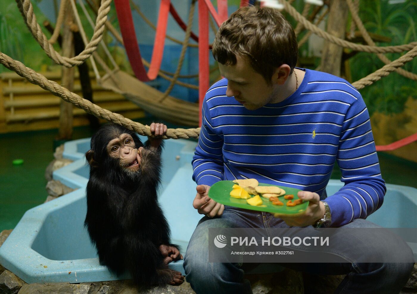 Таможня передала в Новосибирский зоопарк детенышей шимпанзе