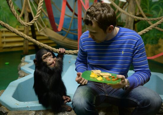 Таможня передала в Новосибирский зоопарк детенышей шимпанзе