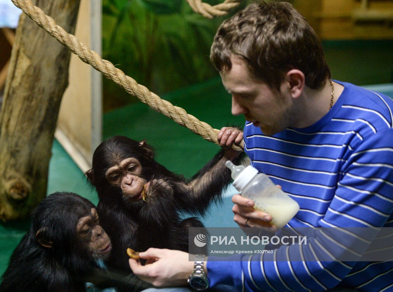 Таможня передала в Новосибирский зоопарк детенышей шимпанзе