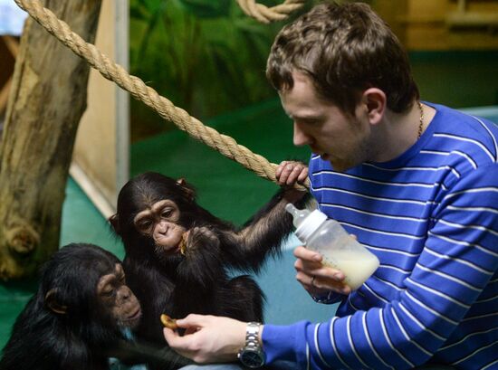 Таможня передала в Новосибирский зоопарк детенышей шимпанзе