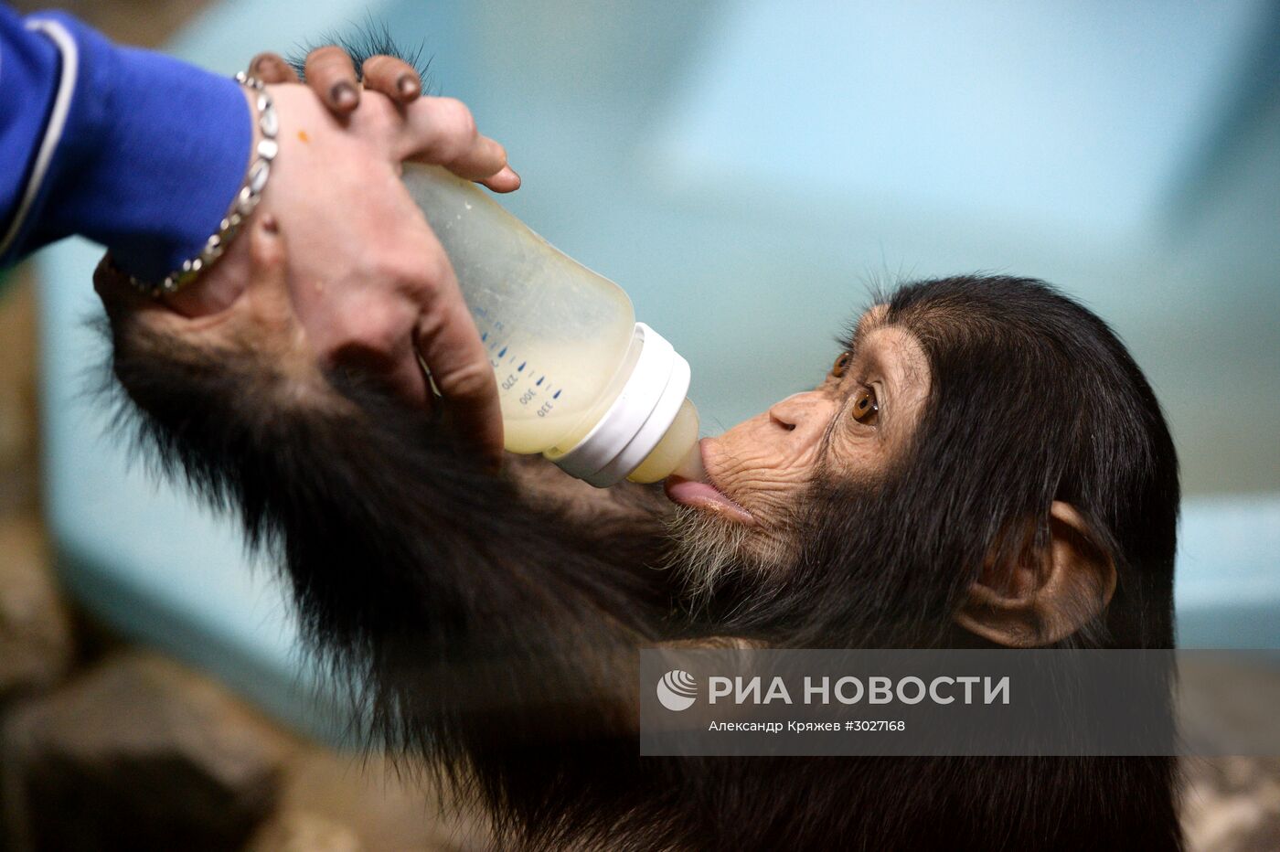 Таможня передала в Новосибирский зоопарк детенышей шимпанзе