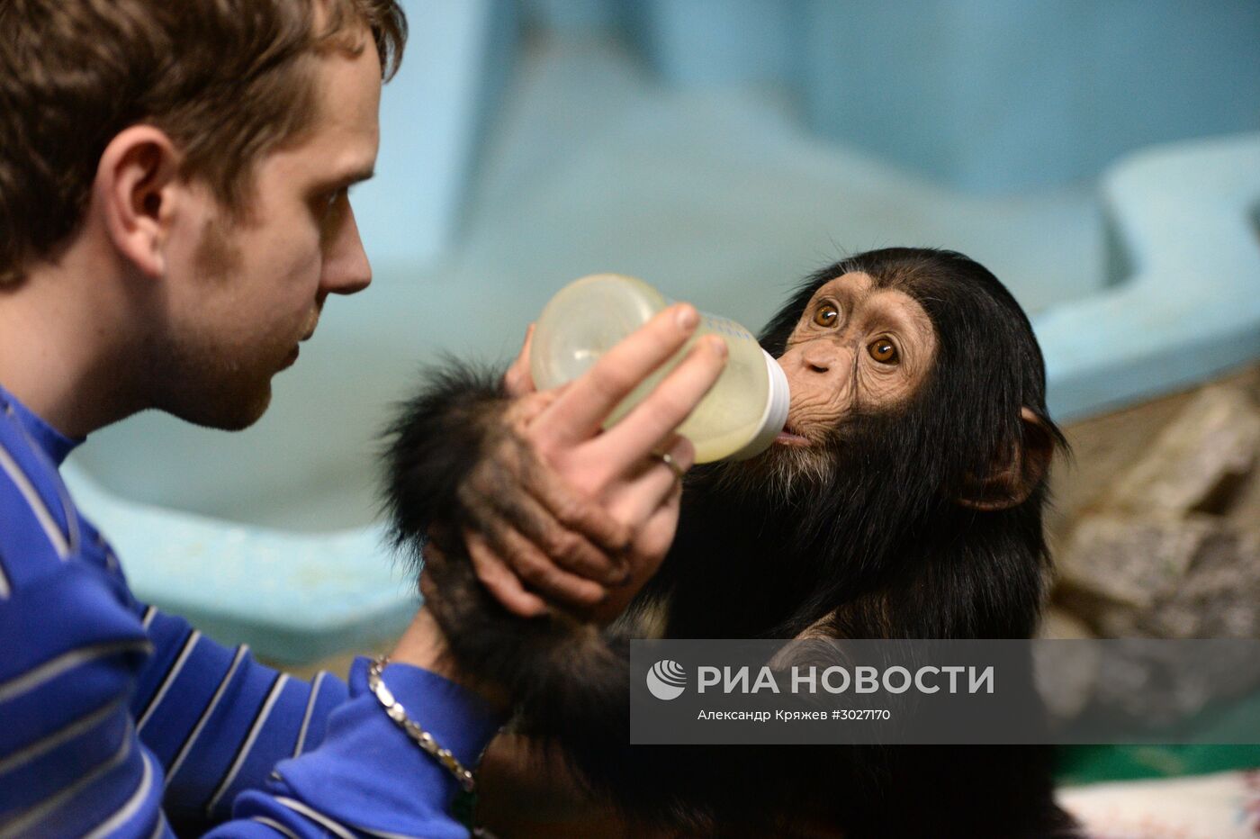 Таможня передала в Новосибирский зоопарк детенышей шимпанзе