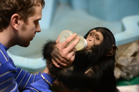 Таможня передала в Новосибирский зоопарк детенышей шимпанзе