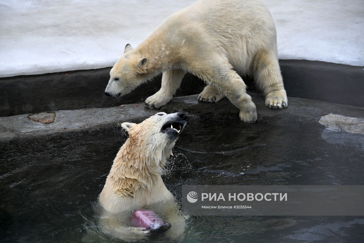 Белые медведи в Московском зоопарке