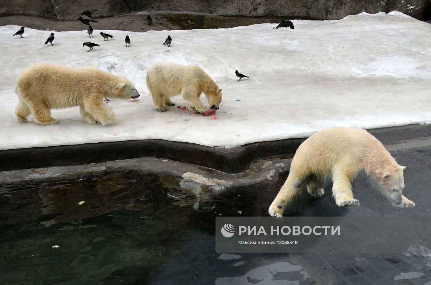 Белые медведи в Московском зоопарке