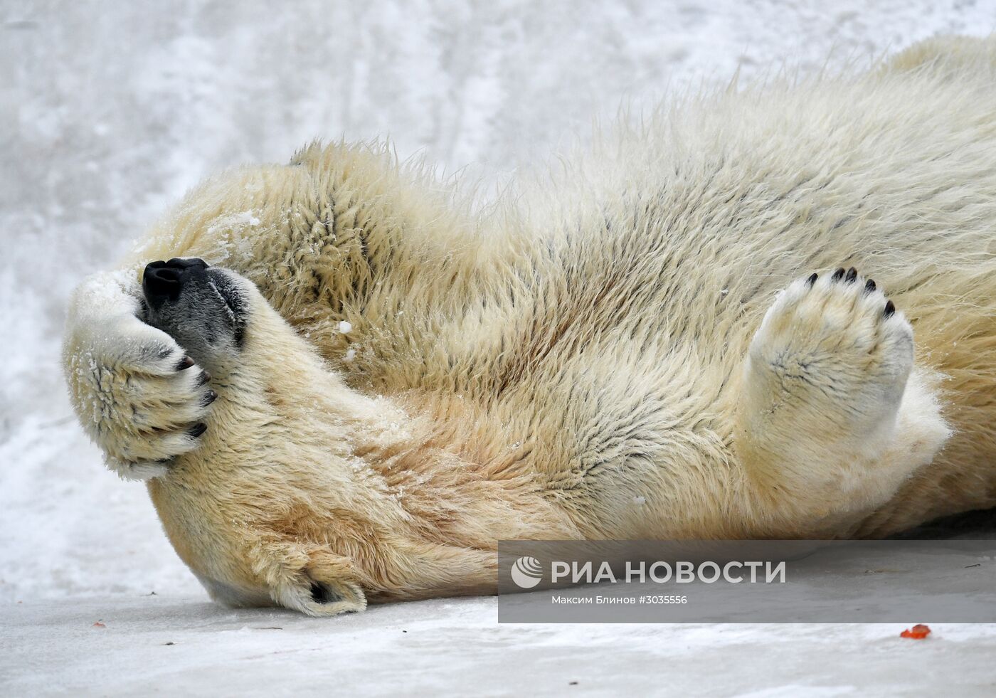 Белые медведи в Московском зоопарке