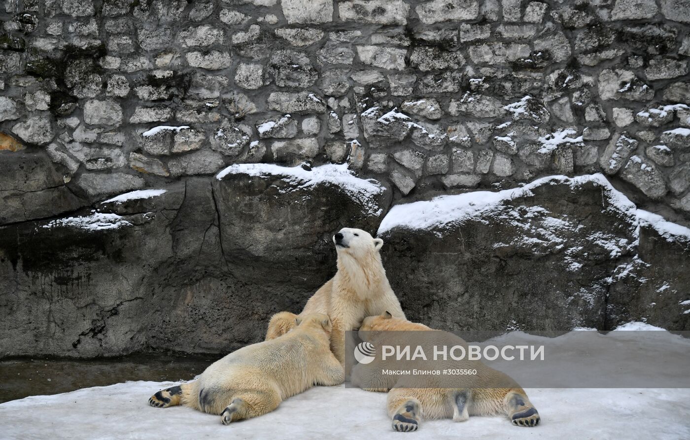Белые медведи в Московском зоопарке