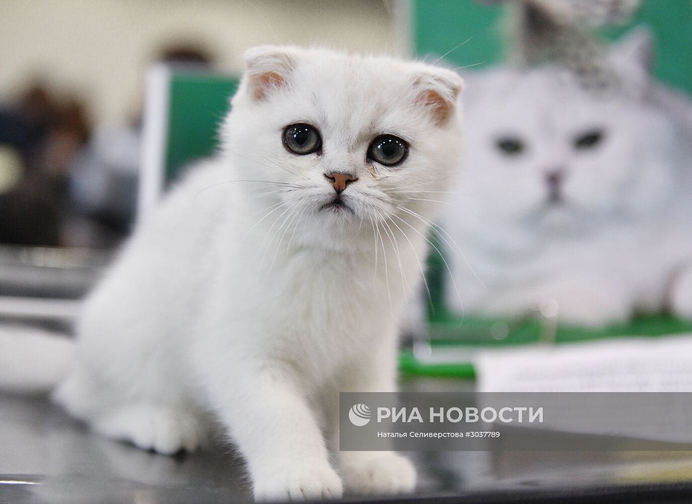 Выставка кошек "Кэт-Салон-Февраль" в Москве