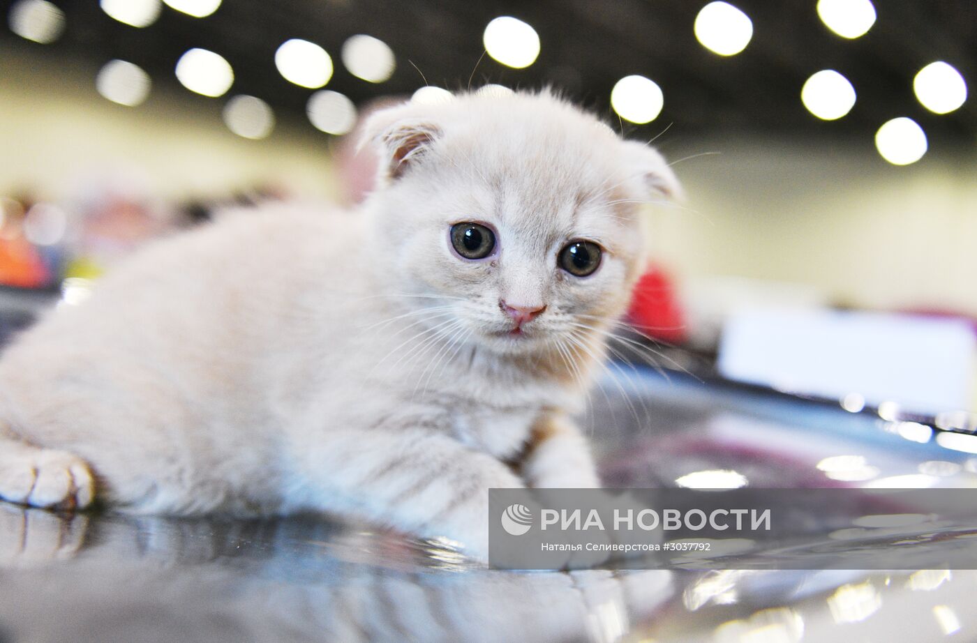 Выставка кошек "Кэт-Салон-Февраль" в Москве