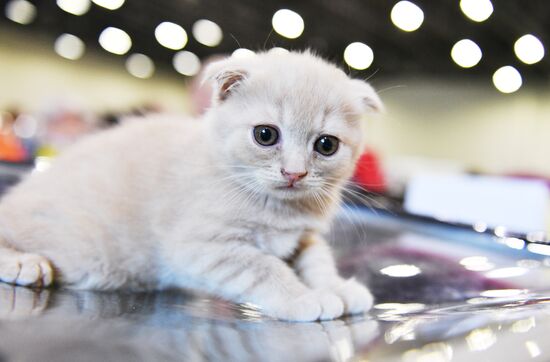 Выставка кошек "Кэт-Салон-Февраль" в Москве