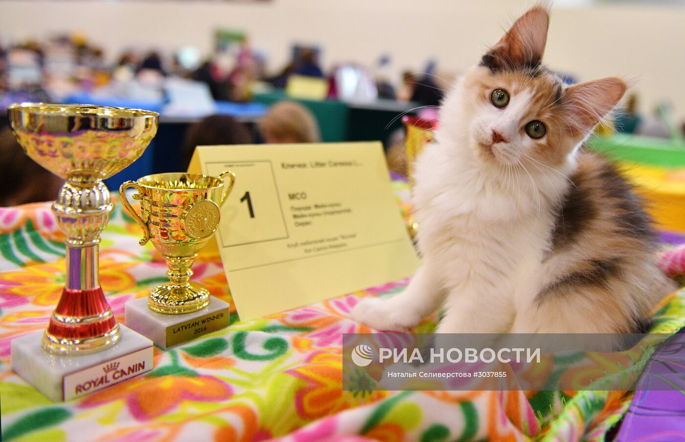 Выставка кошек. Выставка кошек в Москве. Когда выставка кошек. Выставка кошек расписание в.