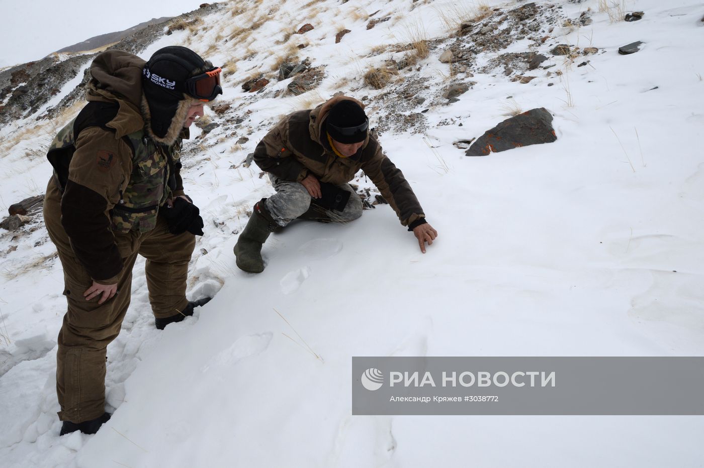 Первый сплошной учет численности снежного барса в России
