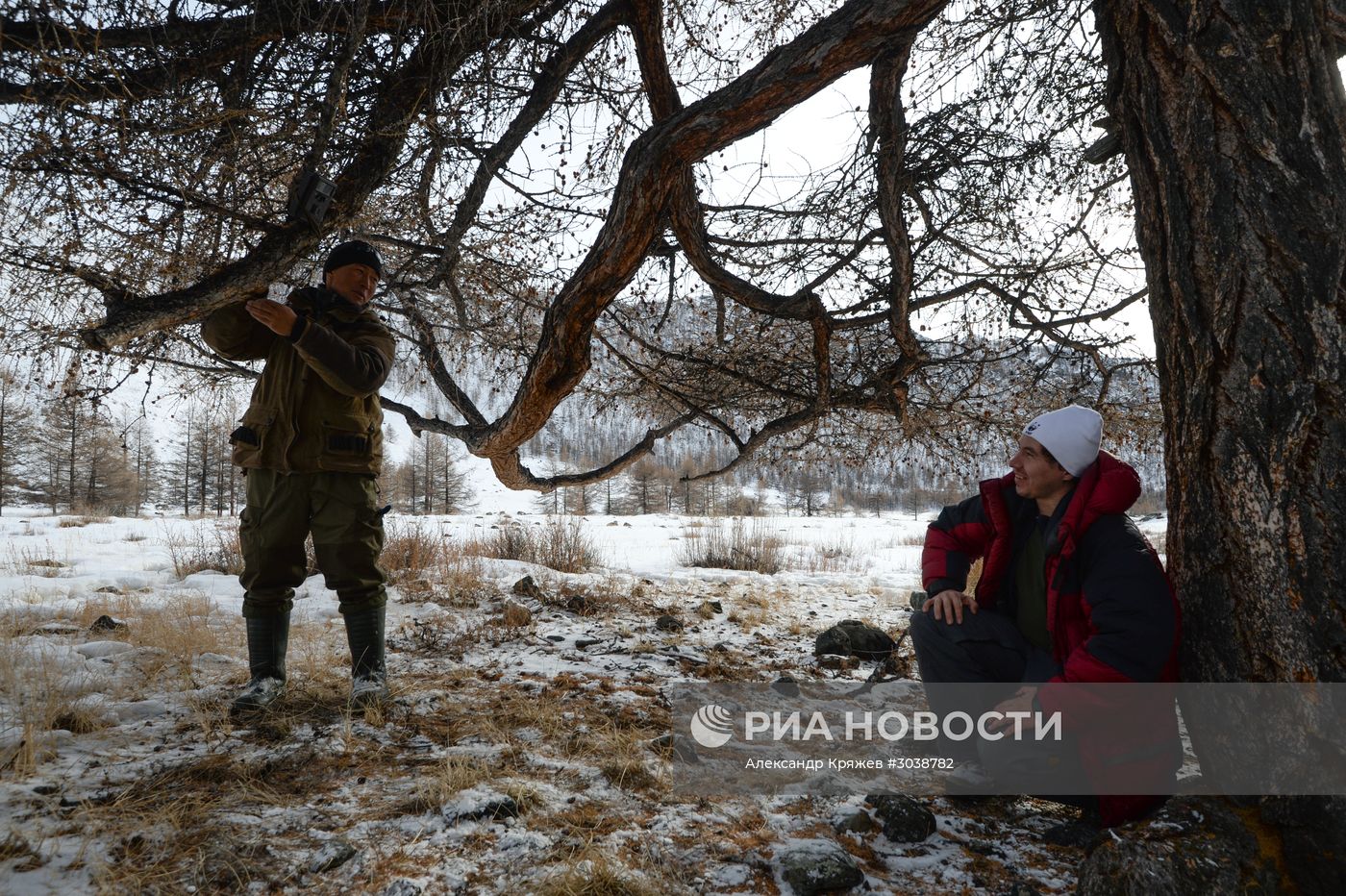 Первый сплошной учет численности снежного барса в России