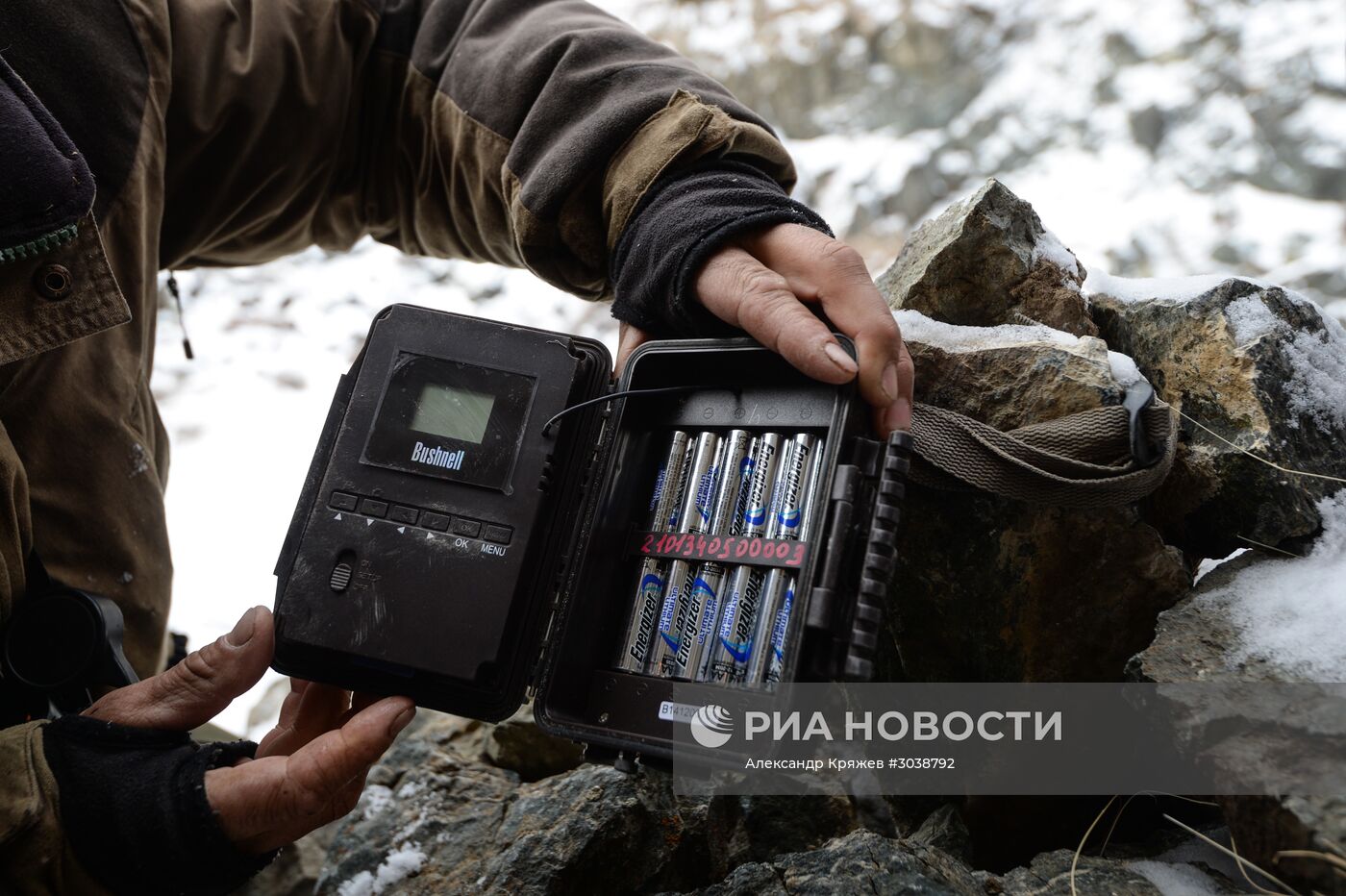 Первый сплошной учет численности снежного барса в России