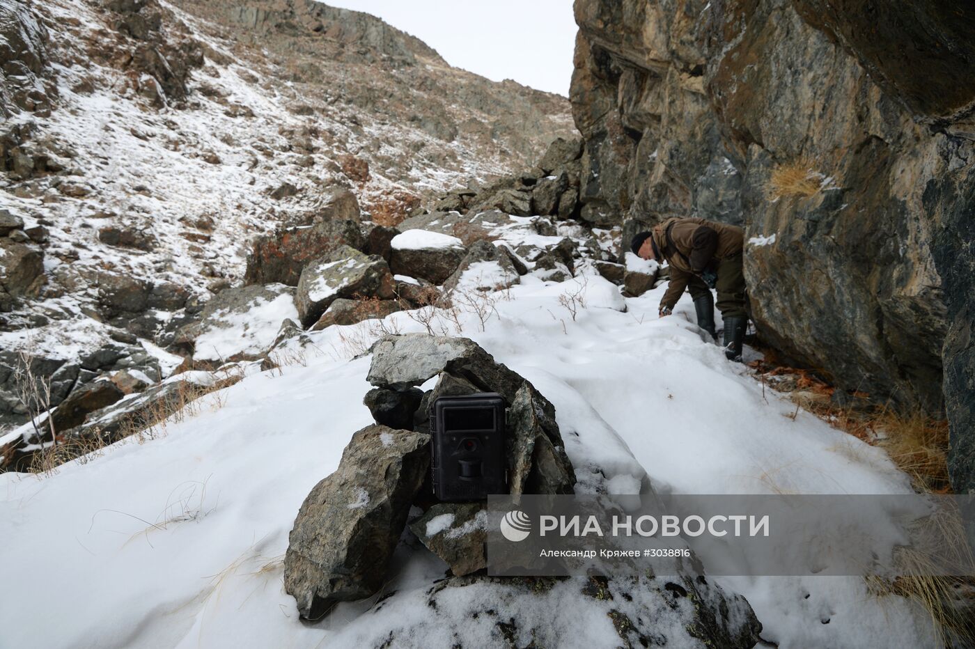Первый сплошной учет численности снежного барса в России