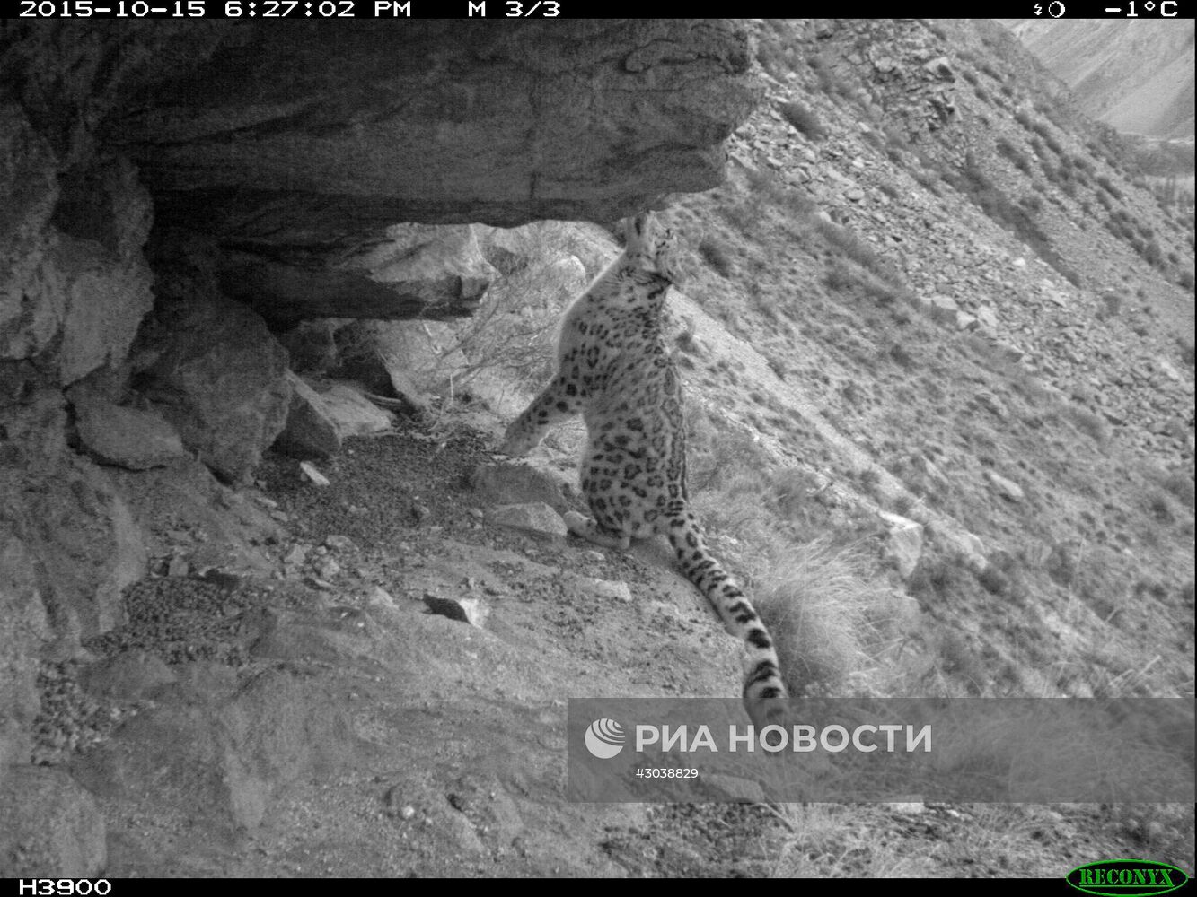 Первый сплошной учет численности снежного барса в России