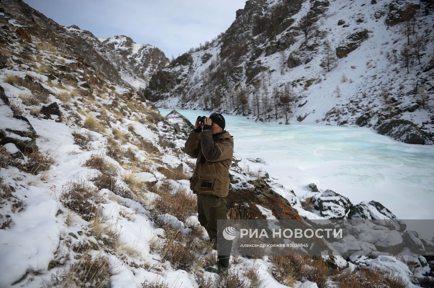 Первый сплошной учет численности снежного барса в России