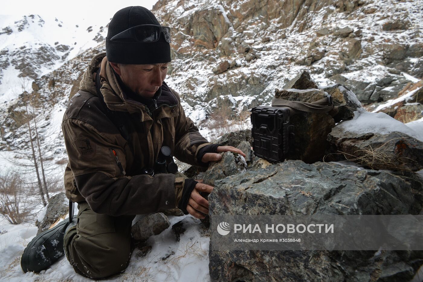 Первый сплошной учет численности снежного барса в России