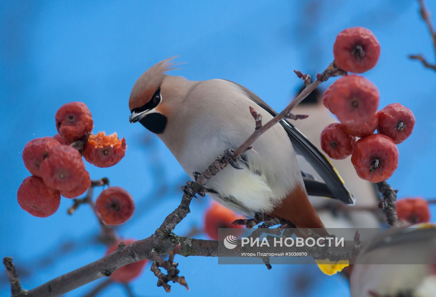 Свиристели на ветке