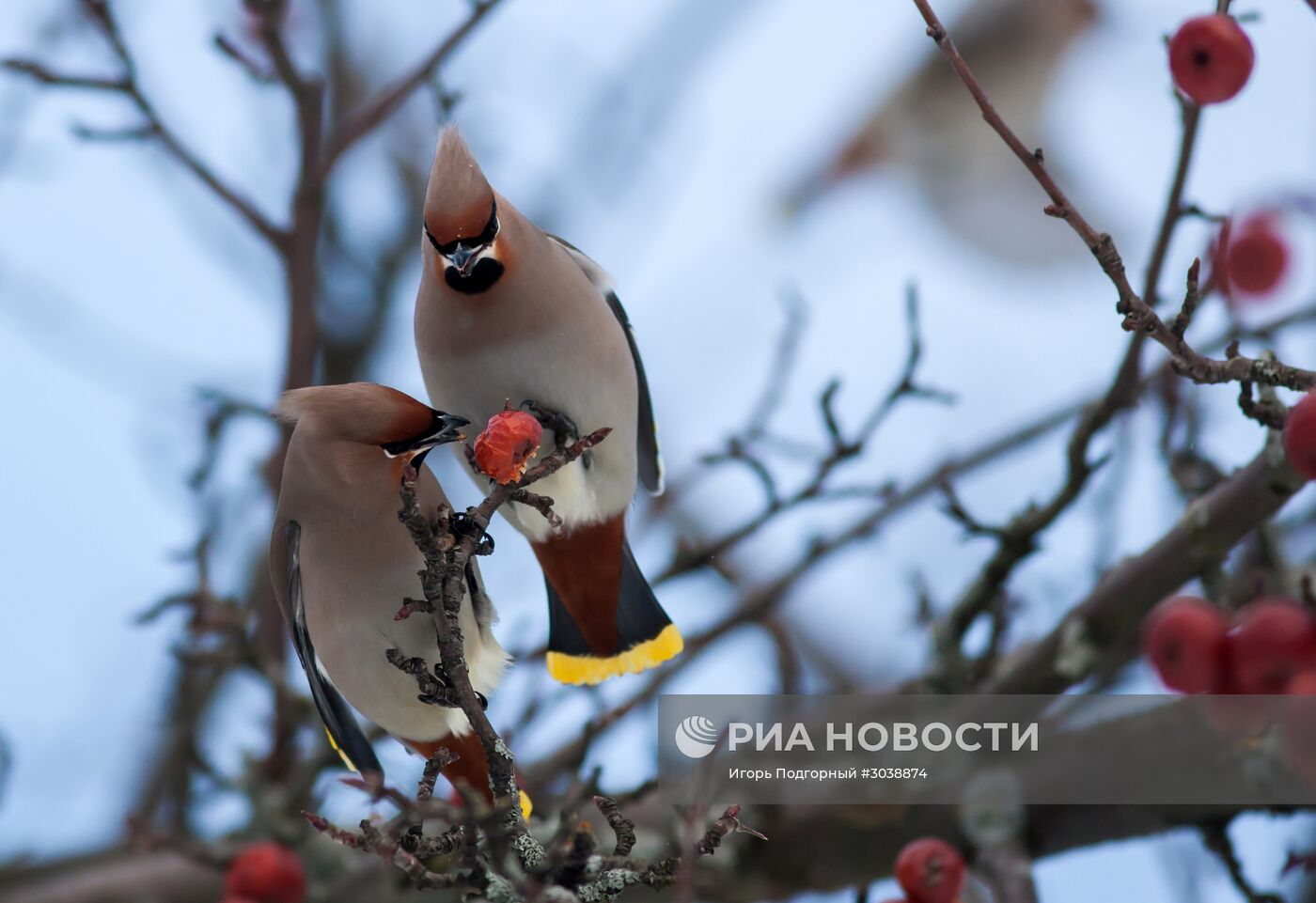 Свиристели на ветке