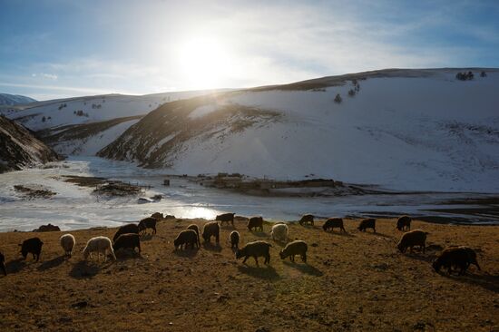 Кош-Агачский район Республики Алтай