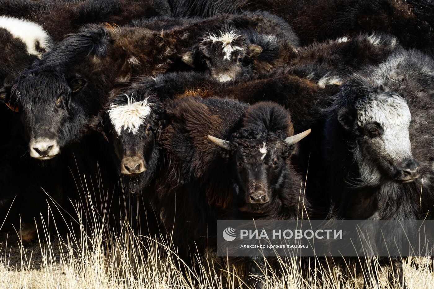 Кош-Агачский район Республики Алтай