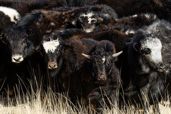 Кош-Агачский район Республики Алтай