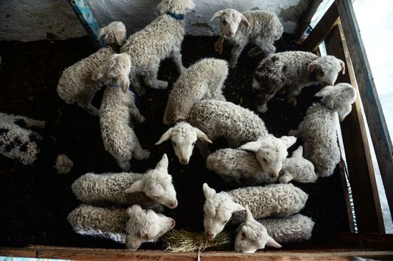 Кош-Агачский район Республики Алтай