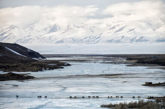Кош-Агачский район Республики Алтай