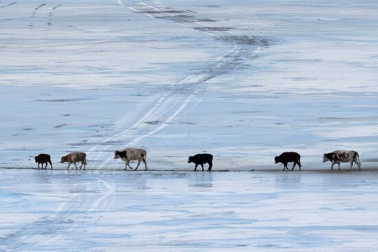 Кош-Агачский район Республики Алтай