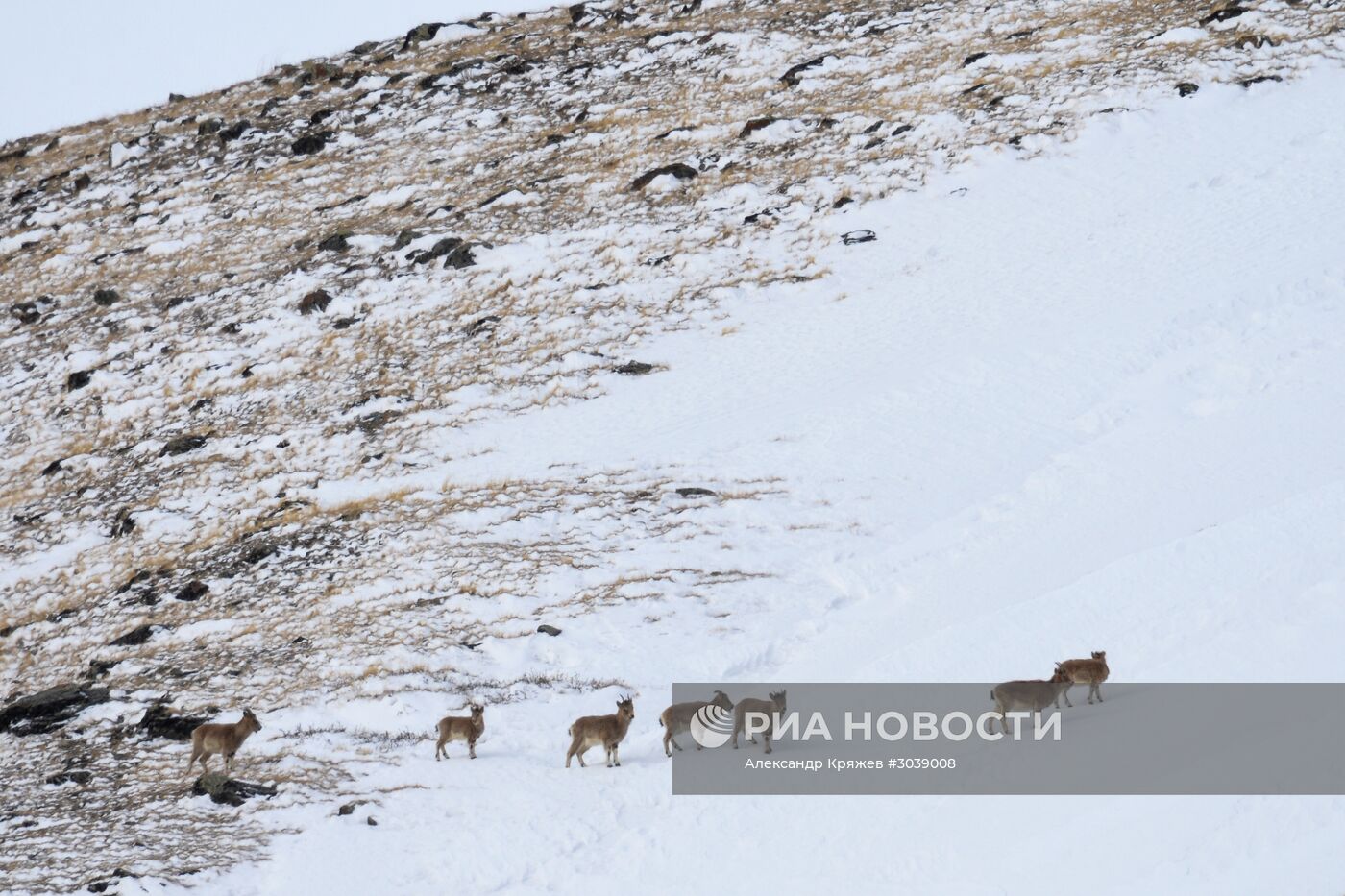 Кош-Агачский район Республики Алтай