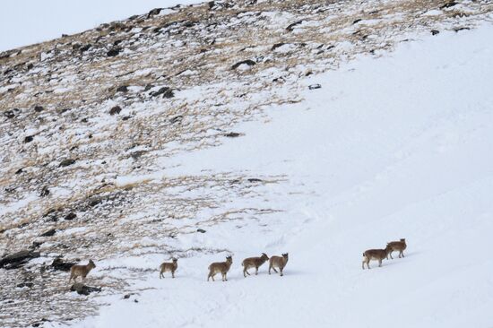 Кош-Агачский район Республики Алтай