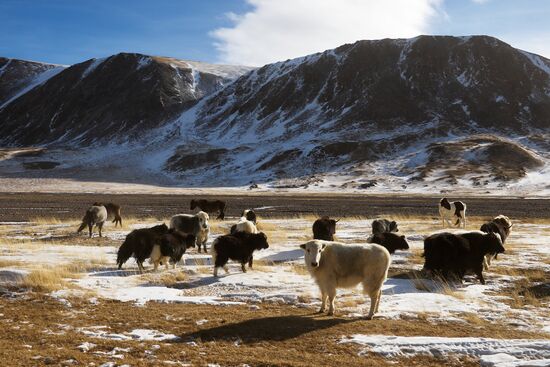Кош-Агачский район Республики Алтай