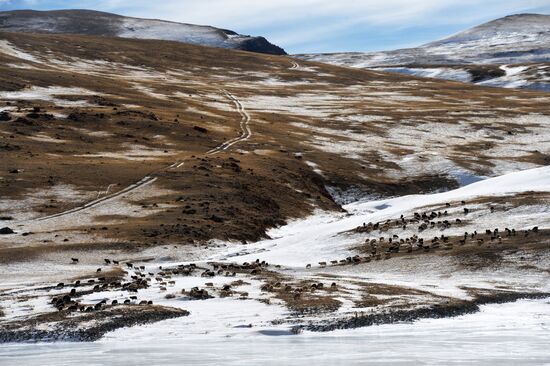 Кош-Агачский район Республики Алтай