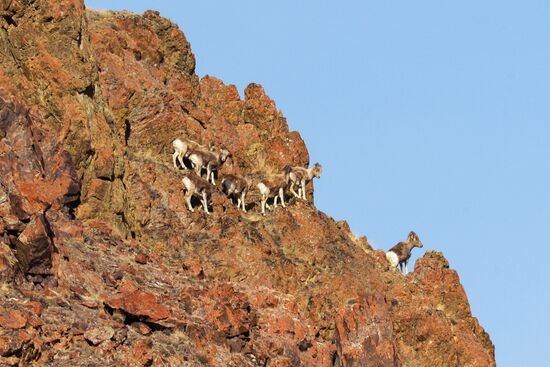 Кош-Агачский район Республики Алтай