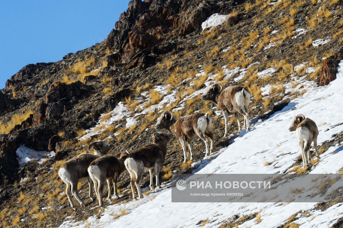 Кош-Агачский район Республики Алтай