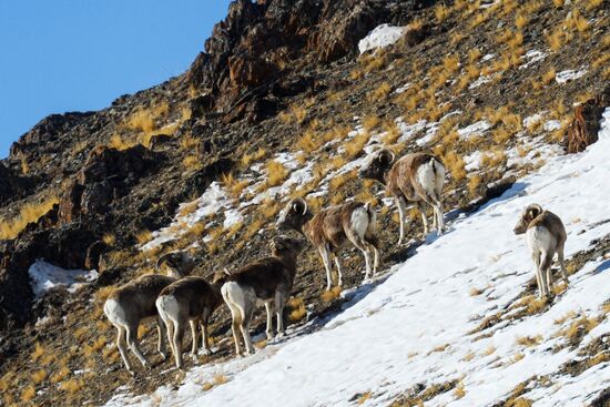 Кош-Агачский район Республики Алтай