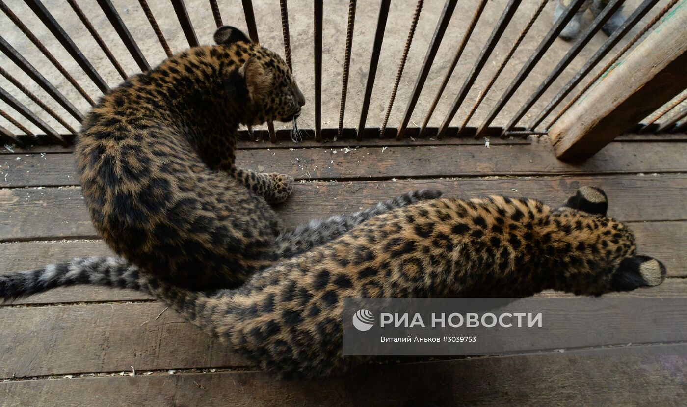 Пополнение в зоопарке "Чудесный" в Приморском крае