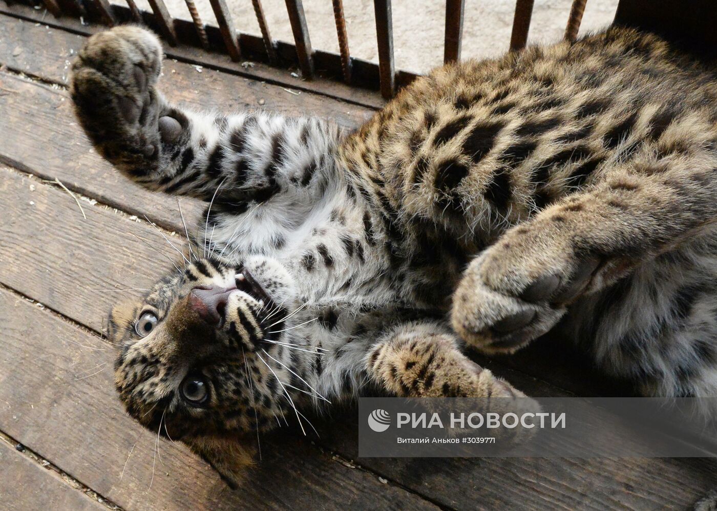 Пополнение в зоопарке "Чудесный" в Приморском крае