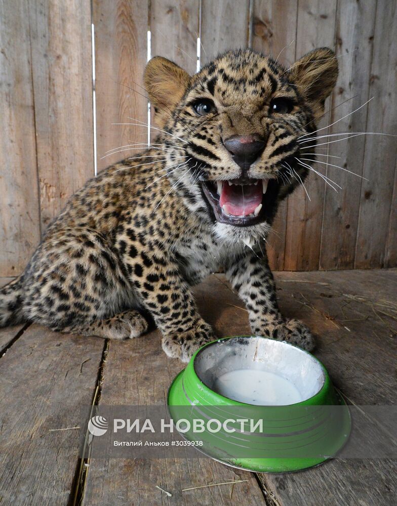 Пополнение в зоопарке "Чудесный" в Приморском крае