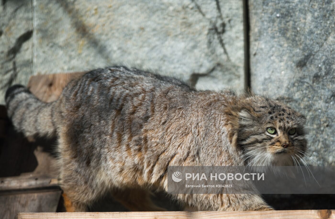 Международный день кошек в Московском зоопарке